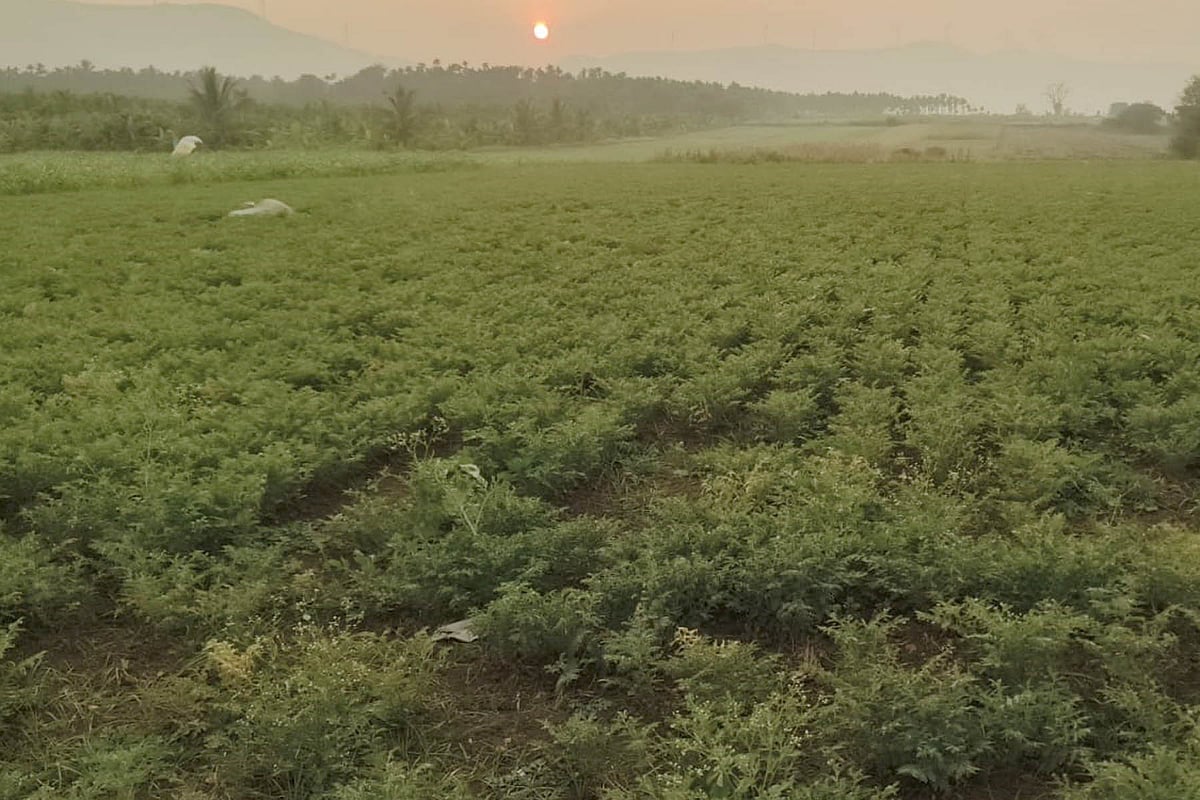 ಚನ್ನಗಿರಿ | ಹಿಂಗಾರು ಹಂಗಾಮು: ಬಂಪರ್ ಇಳುವರಿ ನಿರೀಕ್ಷೆ