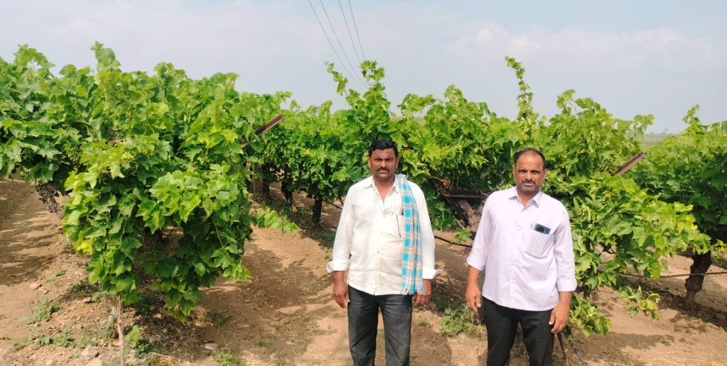 ಜಮಖಂಡಿ:  ತಾಲ್ಲೂಕಿನ ಮರೆಗುದ್ದಿ ಗ್ರಾಮದ ಬಾಳಪ್ಪ ಹಾಗೂ ಮಲ್ಲಪ್ಪ ಸಿದ್ರಾಮಪ್ಪ ಕಂಬಾರ ಸಹೋದರರು ಬೆಳೆದಿರುವ ದ್ರಾಕ್ಷಿ