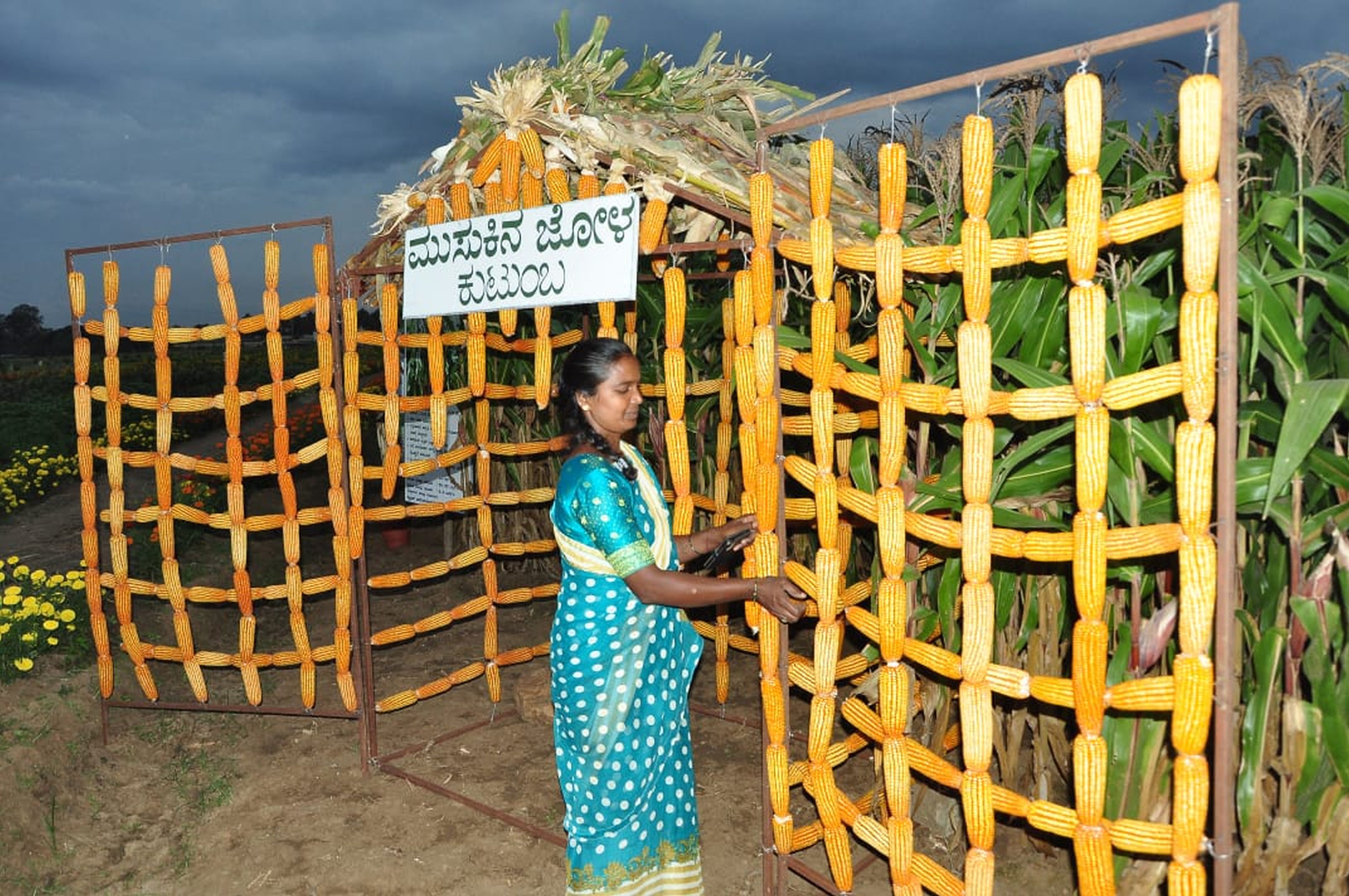 ಕೃಷಿ ಮೇಳದಲ್ಲಿ ಮುಸುಕಿನ ಜೋಳ ಮಳಿಗೆಯ ಆಕರ್ಷಣೆ 