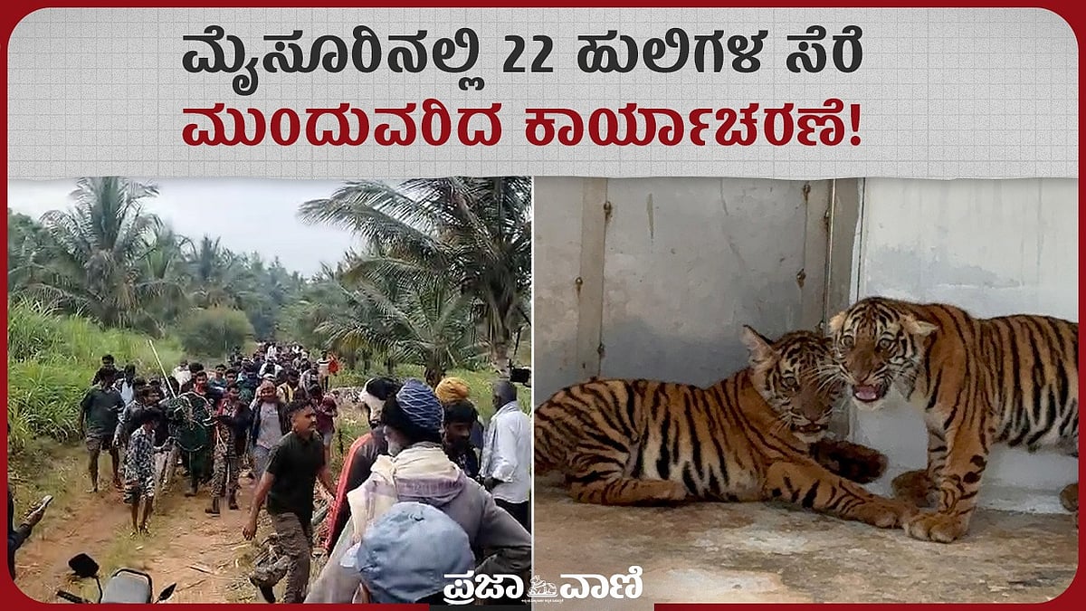 VIDEO | ಮೈಸೂರಿನಲ್ಲಿ 22 ಹುಲಿಗಳ ಸೆರೆ: ಮುಂದುವರಿದ ಕಾರ್ಯಾಚರಣೆ!