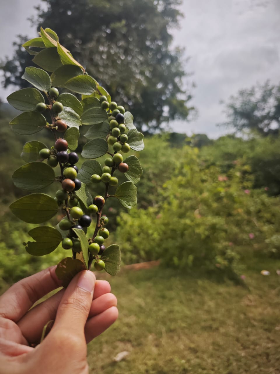ದಬ್ಬಗುಳಿಗೆ ಸಾಗುವ ದಾರಿಯಲ್ಲಿ ಸಿಗುವ ಕಾಡು ಹಣ್ಣು
