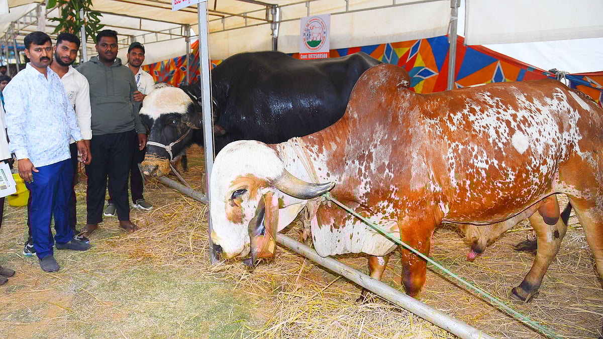 ಕೃಷಿ ಮೇಳ: ಹಳ್ಳಿಕಾರ್‌ ಜೋಡೆತ್ತಿಗೆ ₹19 ಲಕ್ಷ, ಜಫರಾಬಾದಿ ಎಮ್ಮೆಗೆ ₹5 ಲಕ್ಷ!