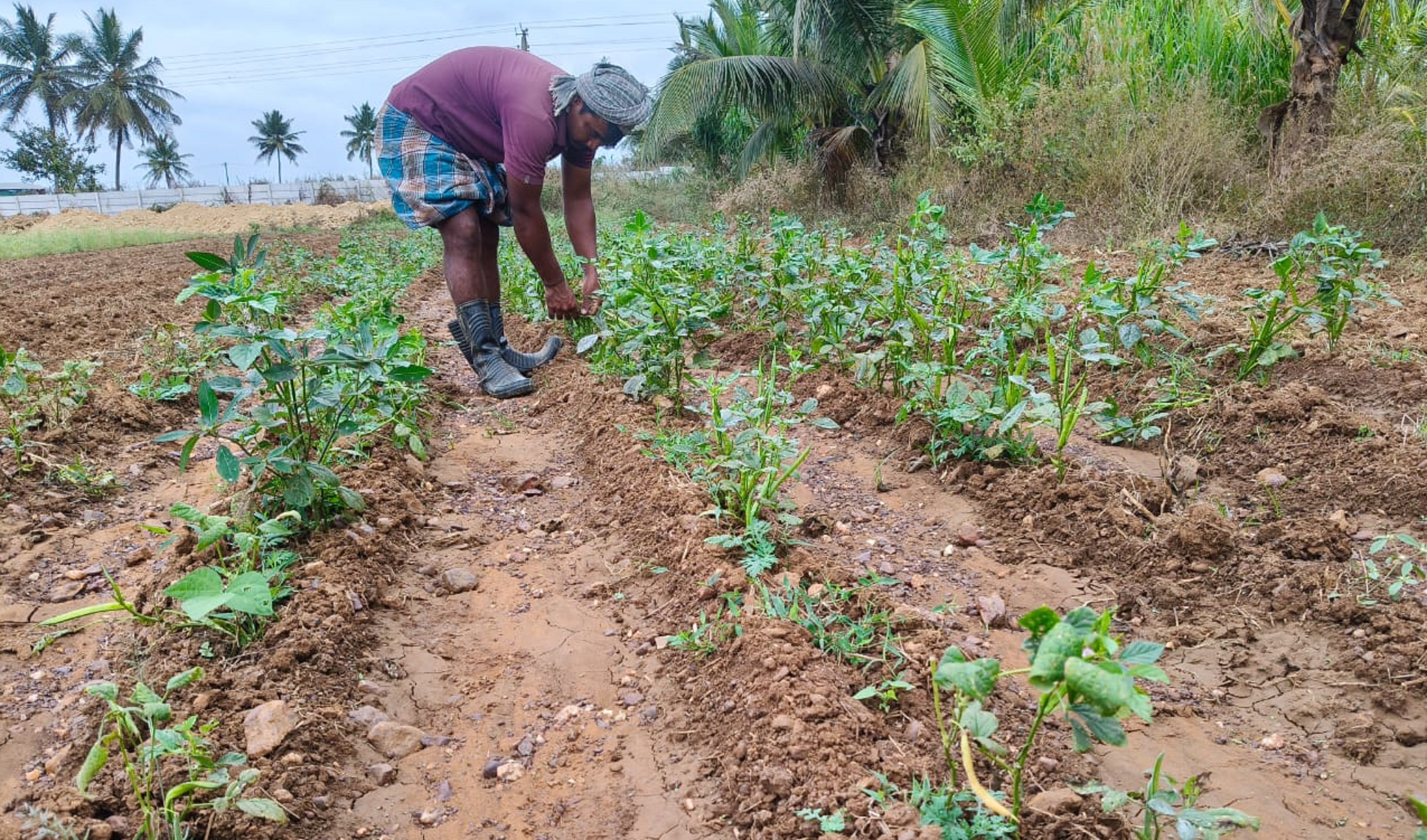 ಹಾವೇರಿ ಜಿಲ್ಲಾ ಕಾರಾಗೃಹದ ಜಮೀನಿನಲ್ಲಿ ಕೃಷಿ ಕೆಲಸದಲ್ಲಿ ನಿರತರಾದ ಕೈದಿ