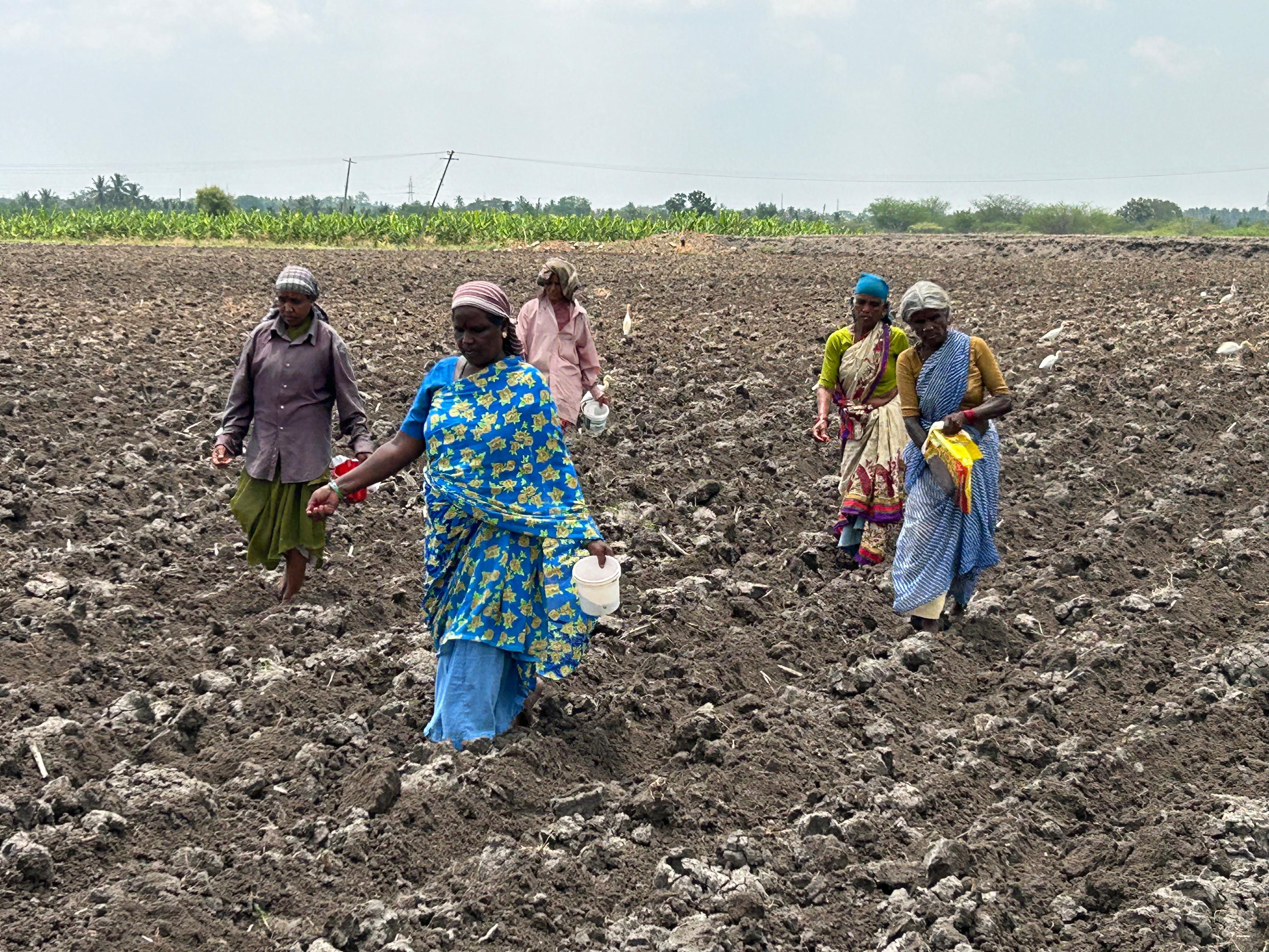 ಬಿತ್ತನೆ ಚಟುವಟಿಕೆ (ಸಂಗ್ರಹ ಚಿತ್ರ)
