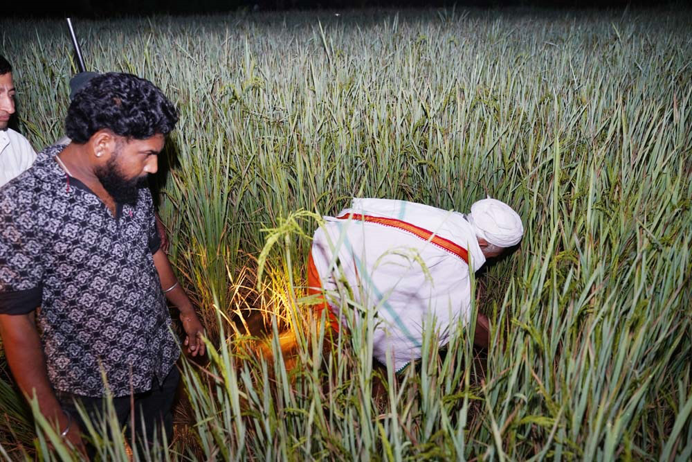 ನಾಪೋಕ್ಲುಸಮೀಪದ ಕಕ್ಕಬ್ಬೆಯ ಪಾಡಿ ಶ್ರೀ ಇಗ್ಗುತ್ತಪ್ಪ ಸನ್ನಿಧಿಯಲ್ಲಿ ಪುತ್ತರಿ ಹಬ್ಬ ಪ್ರಯುಕ್ತ ಭತ್ತದ ಕದಿರು ತೆಗೆದು ಶ್ರದ್ಧಾ ಭಕ್ತಿಯಿಂದ ಆಚರಿಸಲಾಯಿತು   
