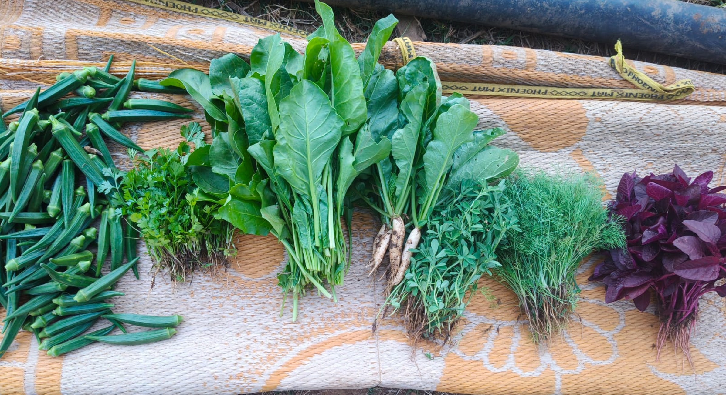 ಹಾವೇರಿ ಜಿಲ್ಲಾ ಕಾರಾಗೃಹದ ಜಮೀನಿನಲ್ಲಿ ಬೆಳೆದಿರುವ ತರಕಾರಿ–ಸೊಪ್ಪು