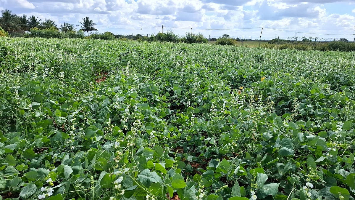 ಹೊಸದುರ್ಗ: ಸೊಗಡಿನ ಅವರೆಗೆ ಹೆಚ್ಚಿದೆ ಬೇಡಿಕೆ