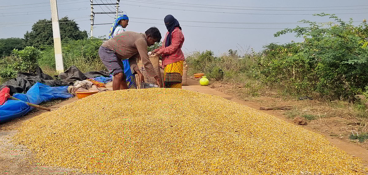 ಮೆಕ್ಕೆಜೋಳ | ಬೆಂಬಲ ಬೆಲೆಯಡಿ ಖರೀದಿ ನಿರ್ಧಾರ: ಮೂರೇ ದಿನಗಳಲ್ಲಿ ₹ 300 ಹೆಚ್ಚಳ
