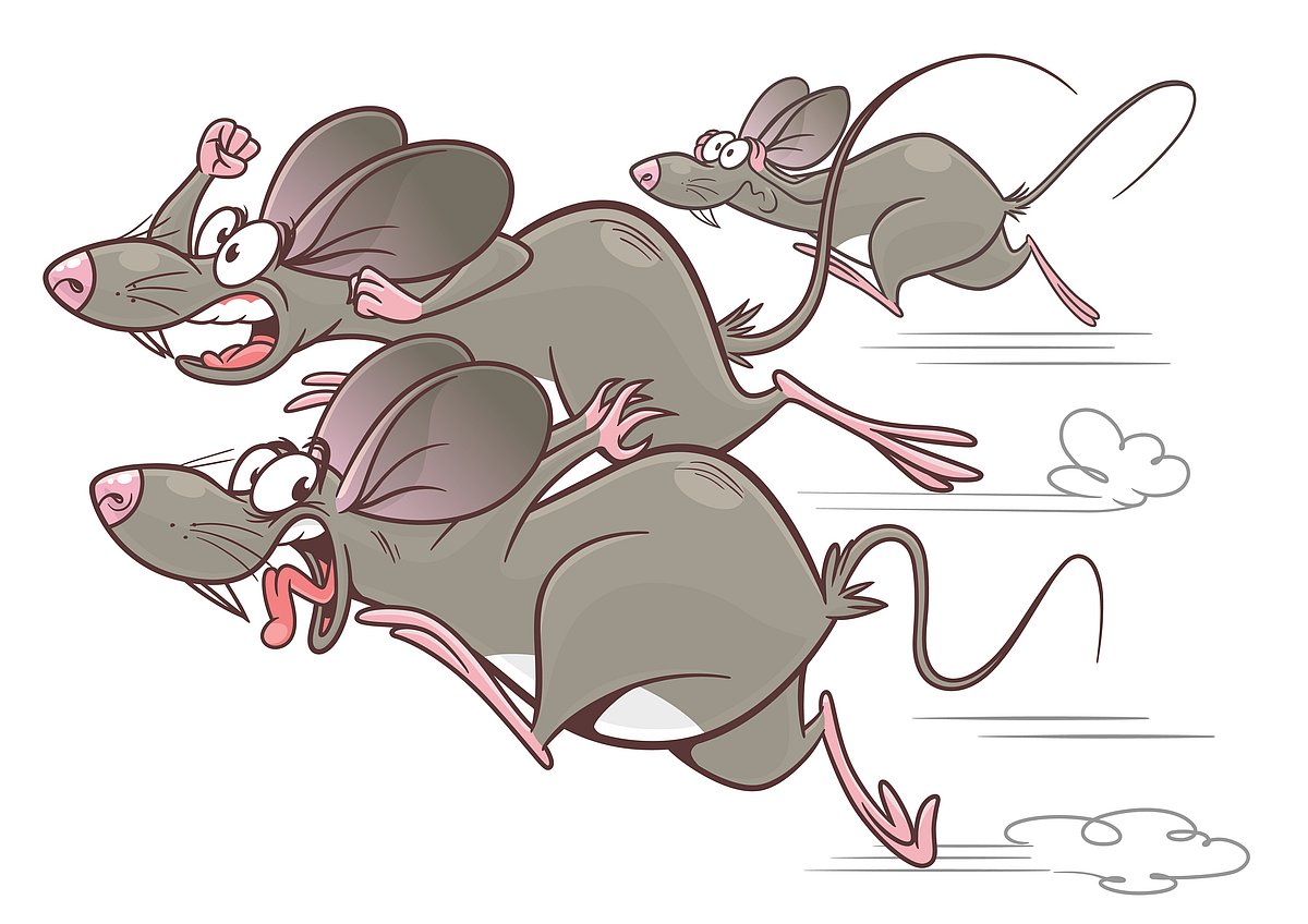 ಹರಿದ್ವಾರ: ಶವವನ್ನು ಕಚ್ಚಿ ತಿಂದ ಇಲಿಗಳು