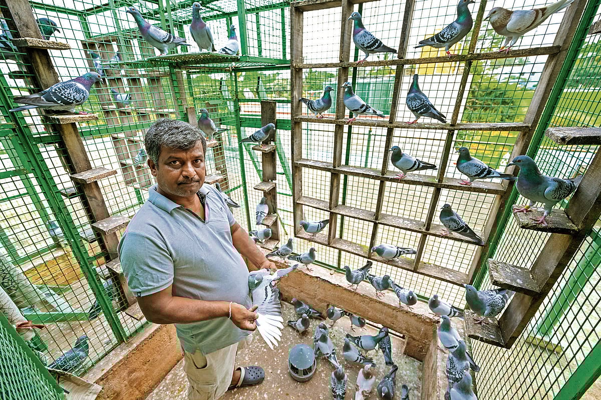 Pigeon Race | ರೇಸ್‌ ಪಾರಿವಾಳಗಳ ಖಯಾಲಿ: ಇದು ಅಂತಿಂಥ ಸ್ಪರ್ಧೆ ಅಲ್ಲ!