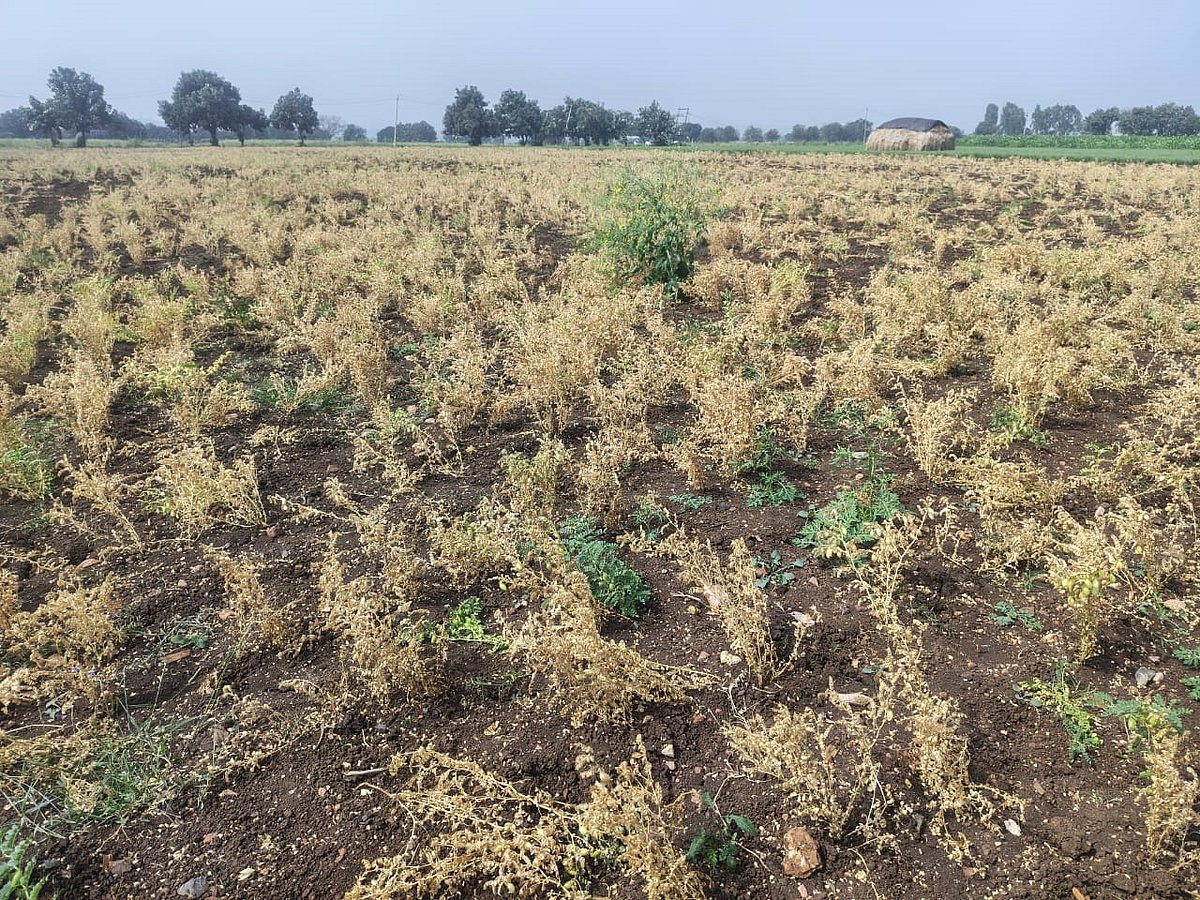 ಧಾರವಾಡ| ಕಡಲೆ ಬೆಳೆಗೆ ಸಿಡಿ ರೋಗ ಬಾಧೆ: ಬೆಳೆ ನಾಶ, ಇಳುವರಿ ಕುಸಿಯುವ ಆತಂಕ