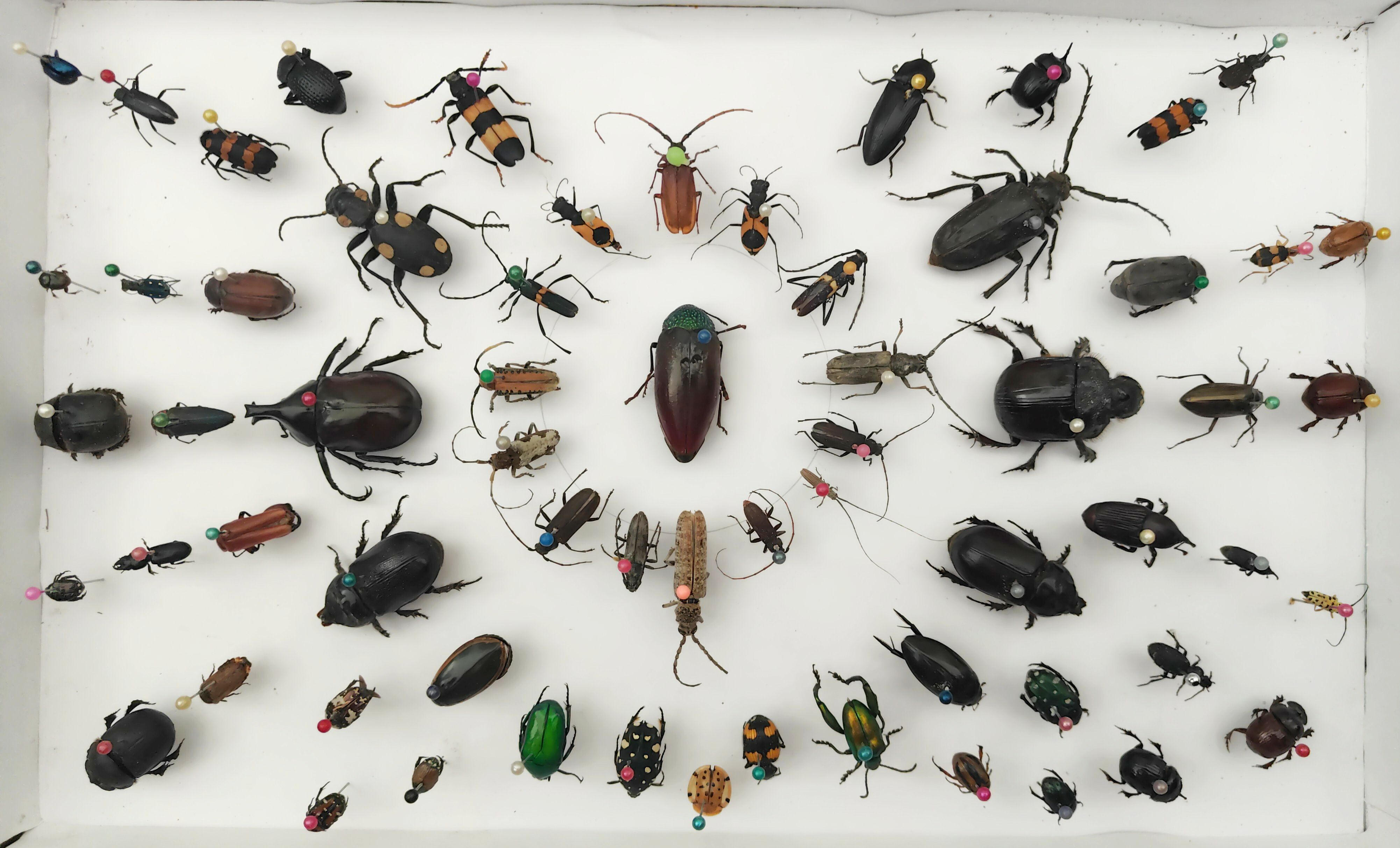 ಕೀಟ ಪ್ರಪಂಚದ ನೋಟ 