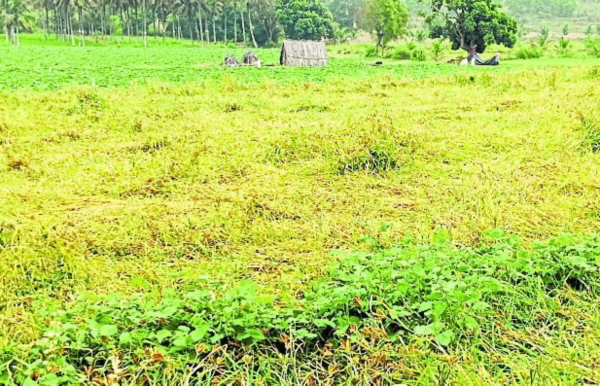 ಹಳೇಬೀಡು: ಬೆಳೆಗೆ ತೊಡಕಾದ ಮೋಡ, ಮಳೆ
