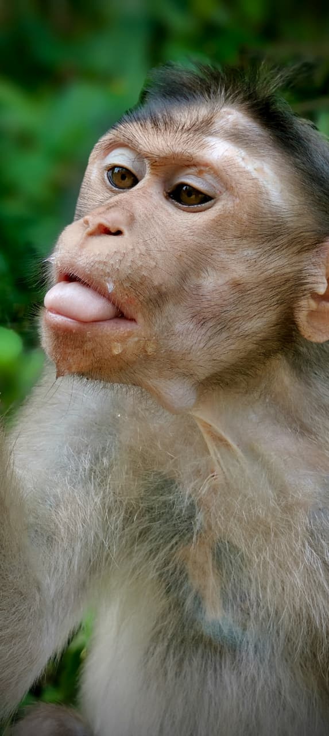 ಮಂಗ (ಪ್ರಾತಿನಿಧಿಕ ಚಿತ್ರ)