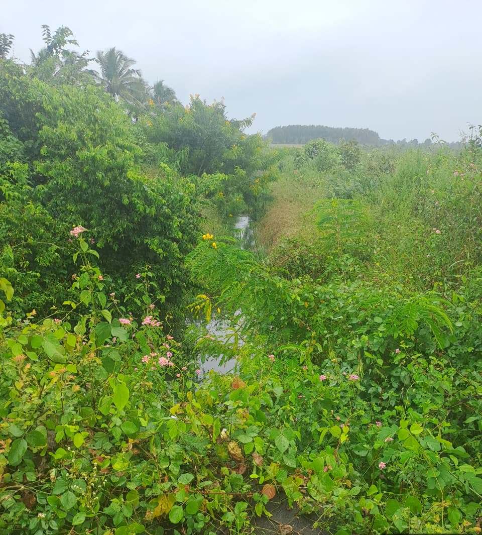 ಆಲೂರು ತಾಲ್ಲೂಕಿನ ತಲ್ಲೂರಿನ ಬಳಿ ಹೂಳು ತುಂಬಿರುವ ನಾಲೆ.