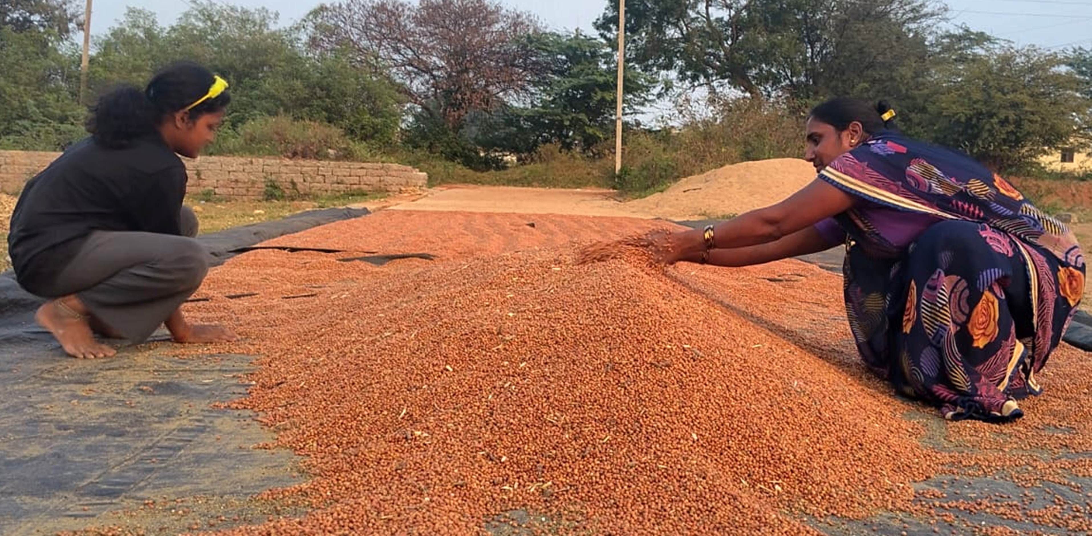 ತೊಗರಿ ಕಾಳು ಒಕ್ಕಣೆಯಲ್ಲಿ ತೊಡಗಿರುವ ರೈತ ಮಹಿಳೆ