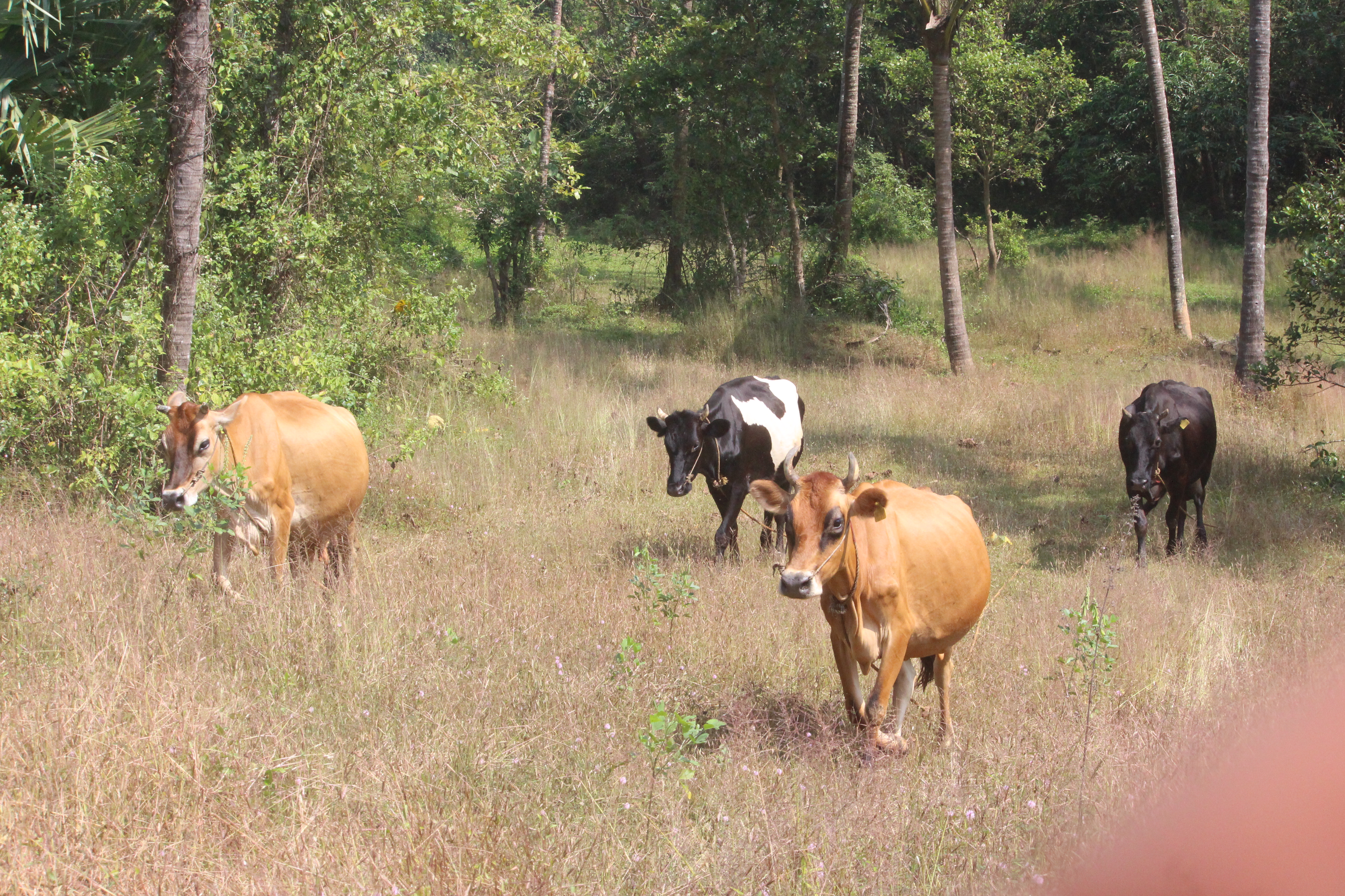 ಹುಲ್ಲುಗಾವಲಿನಲ್ಲಿ ಮೇಯುತ್ತಿರುವ ಹಸುಗಳು
