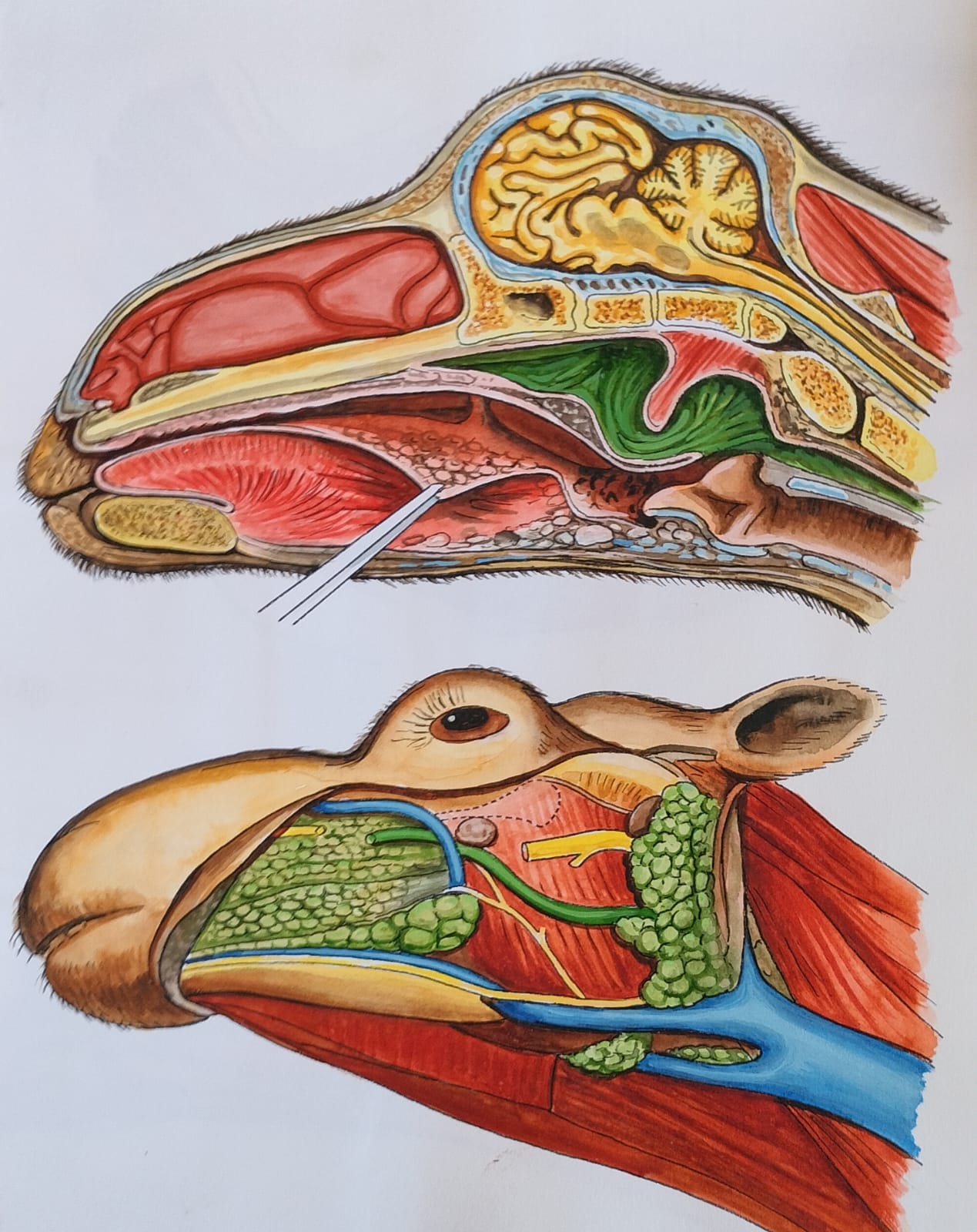 ಪಿ.ಎನ್. ಆಚಾರ್ಯ ಅವರು ಅಂಗರಚನಾ ಶಾಸ್ತ್ರಕ್ಕೆ ಸಂಬಂಧಿಸಿ ಬಿಡಿಸಿರುವ ಚಿತ್ರ