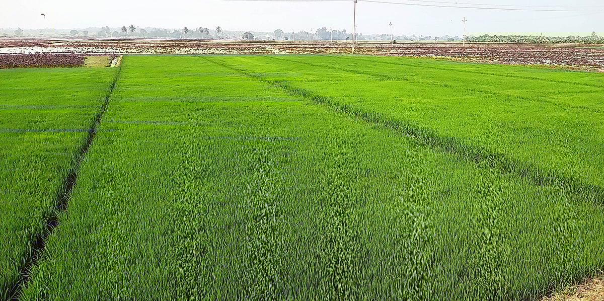 ತುಂಗಭದ್ರಾ ನದಿ ಪಾತ್ರ: 8,000 ಹೆಕ್ಟೇರ್ ಹಿಂಗಾರು ಭತ್ತ ನಾಟಿಗೆ ಸಿದ್ಧತೆ ಜೋರು