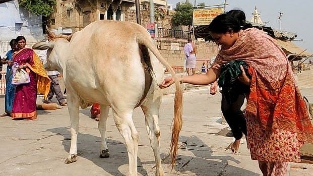 ಗೋಮೂತ್ರ ಪೇಟೆಂಟ್: ಪರಂಪರೆ ನಮ್ಮದು, ಪುರಾವೆ ಯಾರು ಕೊಟ್ಟರು?