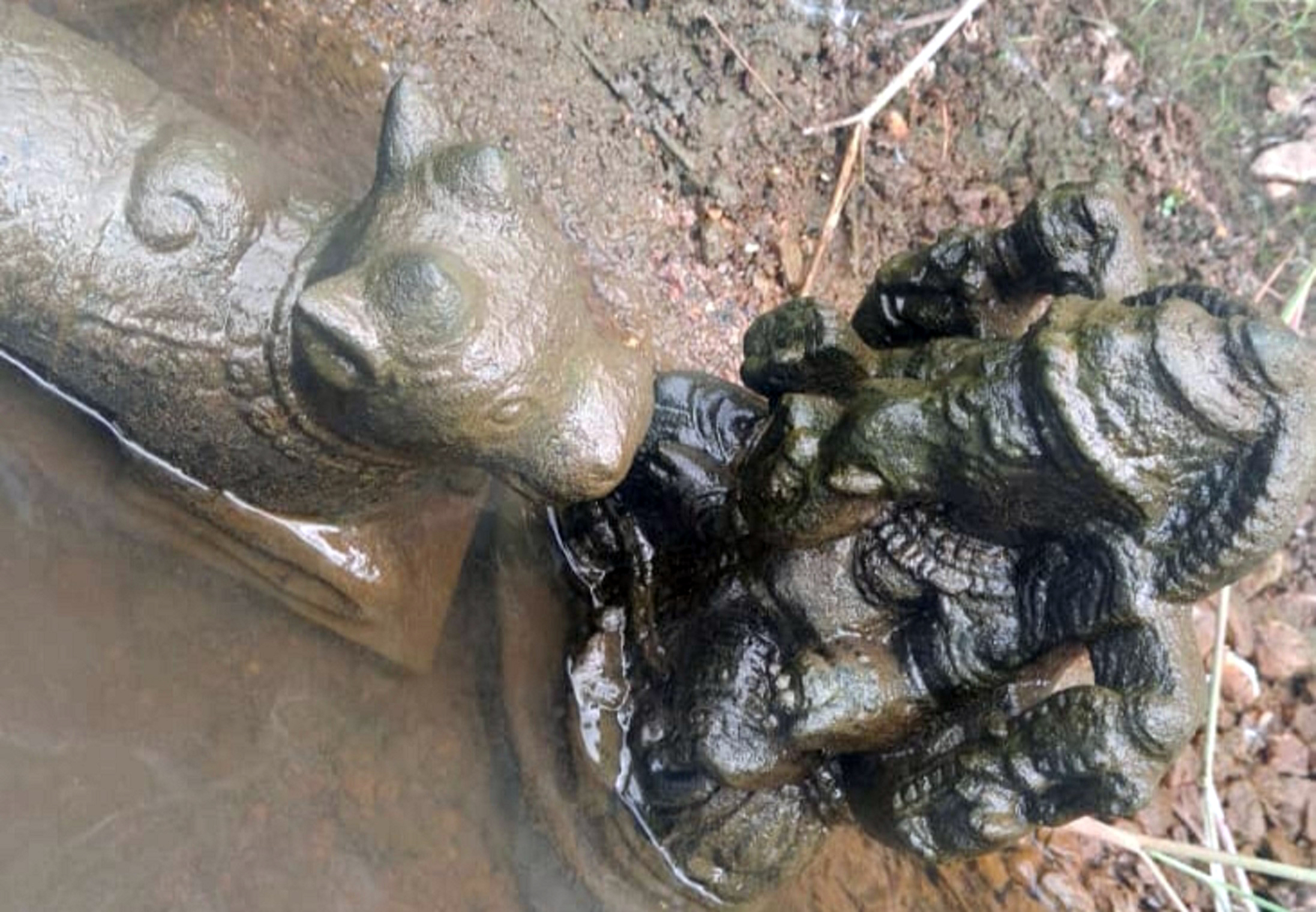 ಶ್ರೀರಂಗಪಟ್ಟಣ ತಾಲ್ಲೂಕಿನ ದೊಡ್ಡಪಾಳ್ಯ ಬಳಿ ಕಾವೇರಿ ನದಿಯಲ್ಲಿ ಸಿಕ್ಕಿರುವ ಗಣೇಶ ಮತ್ತು ನಂದಿ ವಿಗ್ರಹಗಳು