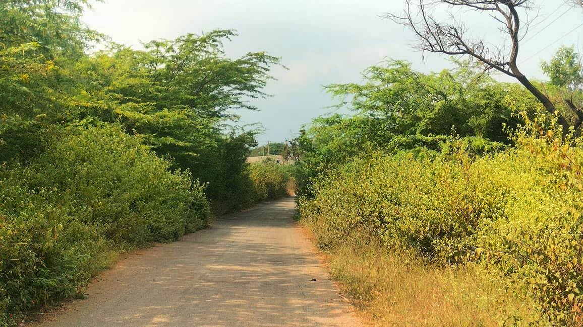 ಲಕ್ಷ್ಮೇಶ್ವರ | ಮುಳ್ಳಿನ ಕಂಟಿ: ಸುಗಮ ಸಂಚಾರಕ್ಕೆ ಅಡ್ಡಿ