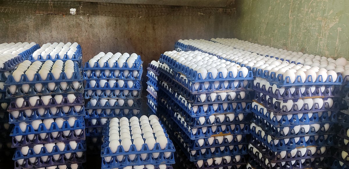 Egg Price Hike | ಗ್ರಾಹಕರಿಗೆ ಹೊರೆಯಾದ ಕೋಳಿ ಮೊಟ್ಟೆ; ಎಷ್ಟಾಗಿದೆ ರೇಟು?