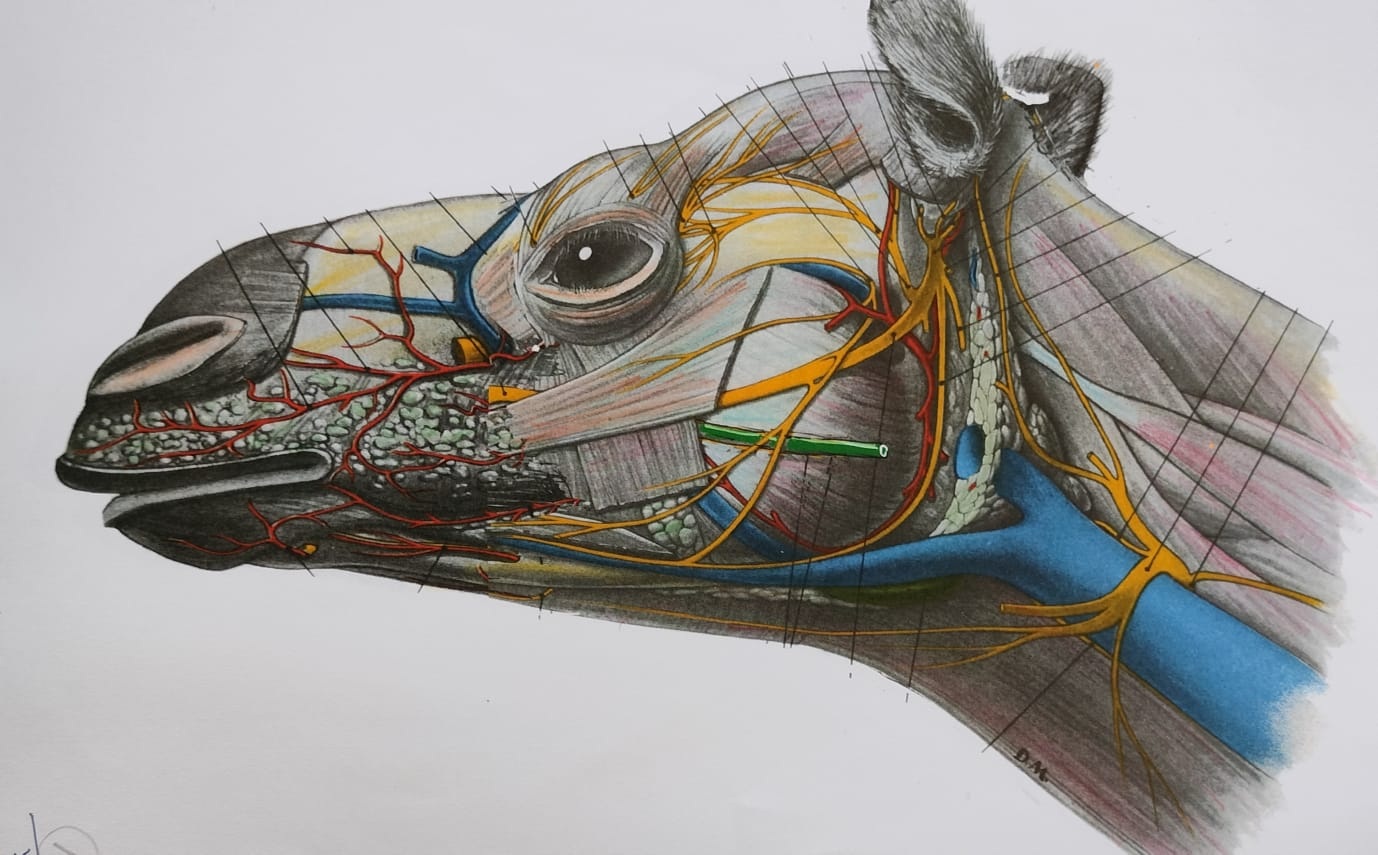 ಪಿ.ಎನ್. ಆಚಾರ್ಯ ಅವರು ಬಿಡಿಸಿರುವ ಚಿತ್ರ