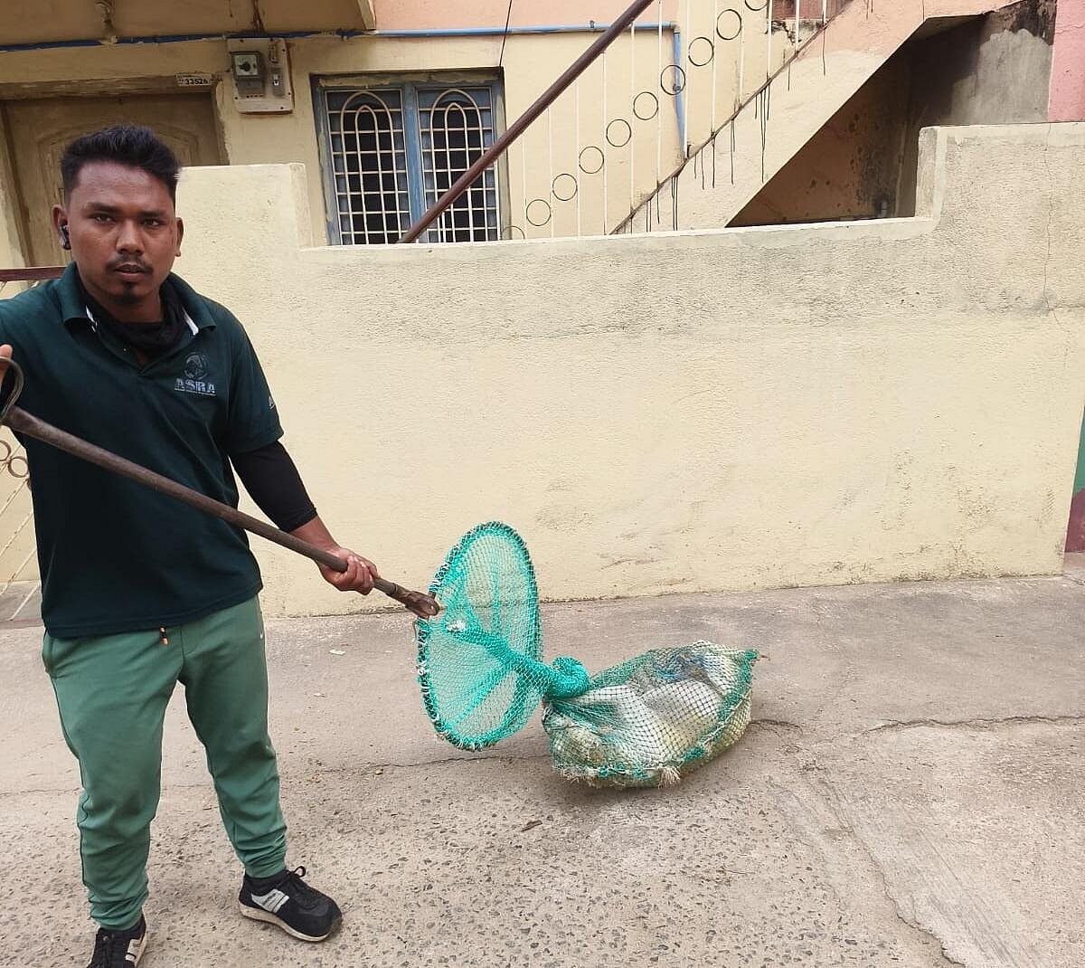 ಬಳ್ಳಾರಿ | ಬೀದಿನಾಯಿಗಳ ಸೆರೆ: ಮುಂದೇನು?