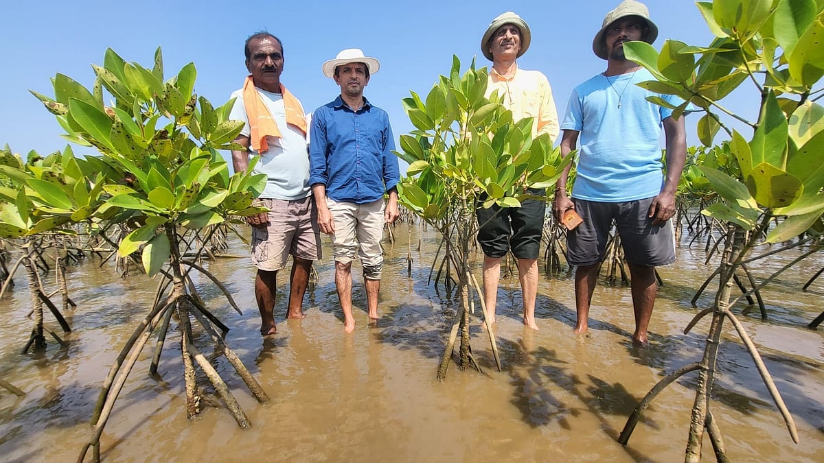 ಕುಮಟಾ: ಪಾಳುಬಿದ್ದಿದ್ದ ಗಜನಿ ಭೂಮಿಯಲ್ಲಿ ಕಾಂಡ್ಲಾ ವನ 