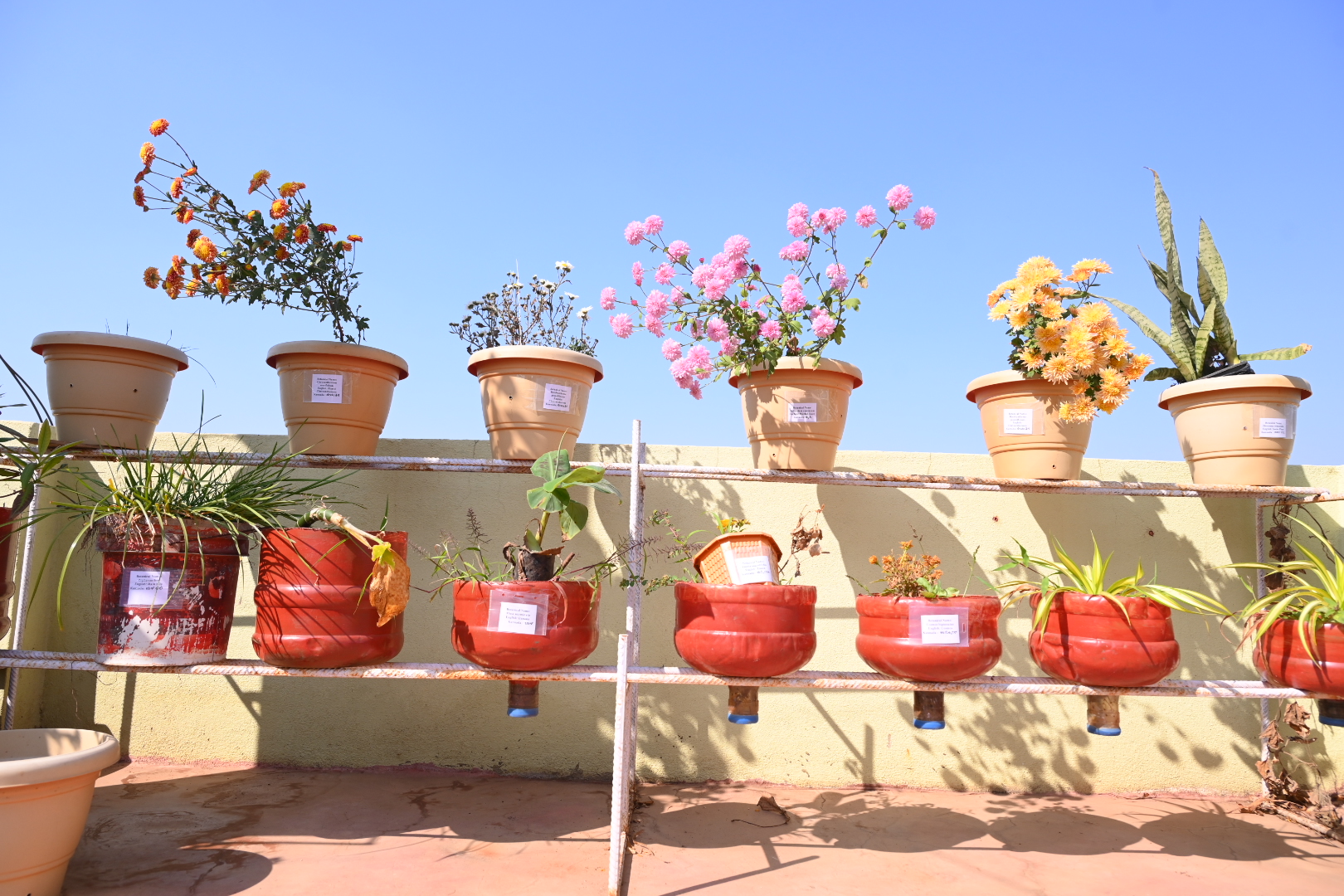 ಸ್ಟ್ಯಾಂಡ್‌ನಲ್ಲಿ ಸಾಲಾಗಿ ಜೋಡಿಸಿಟ್ಟಿರುವ ವಿವಿಧ ಬಗೆಯ ಸಸಿಗಳು