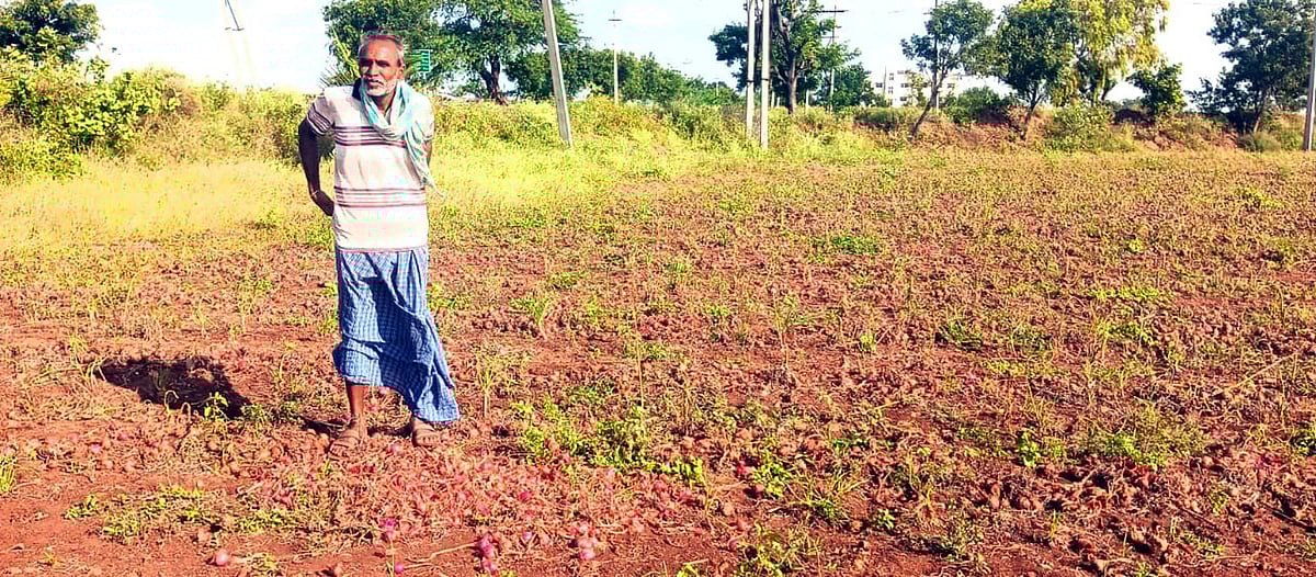 ಮುದ್ದೇಬಿಹಾಳ | ಈರುಳ್ಳಿ ದರ ಕುಸಿತ : ‘ಬೆಳೆಗೆ ಮಾಡಿದ ಖರ್ಚು ಬರಲಿಲ್ಲ...’ 
