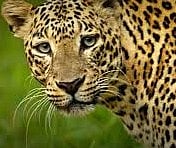 ಚಿರತೆ ದಾಳಿ ತಡೆಯಲು ಕಾಡಿಗೆ ಆಡು ಬಿಡಿ: ಮಹಾರಾಷ್ಟ್ರ ಅರಣ್ಯ ಸಚಿವ