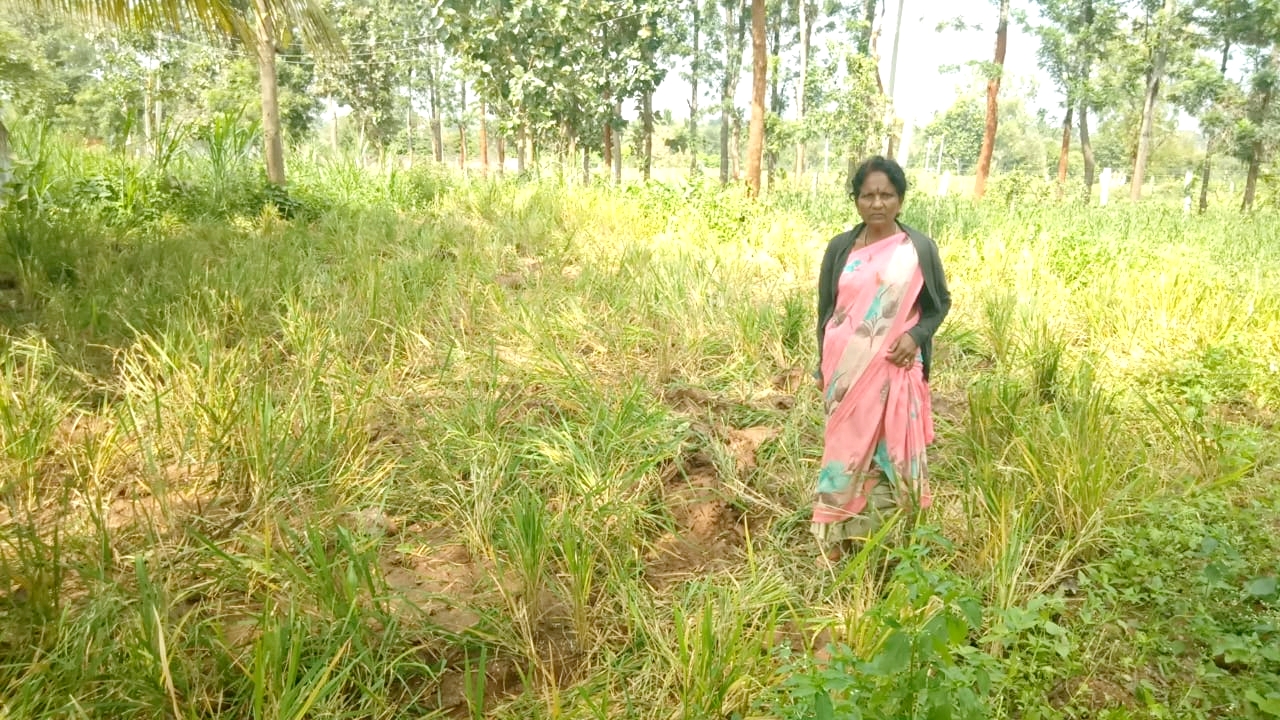ಹಲಗೂರು ಸಮೀಪದ ಬ್ಯಾಡರಹಳ್ಳಿ ಗ್ರಾಮದ ಚಂದ್ರಮ್ಮ ಅವರಿಗೆ ಸೇರಿದ ಭತ್ತದ ಫಸಲನ್ನು ಕಾಡಾನೆಗಳು ತುಳಿದು ಹಾನಿ ಮಾಡಿರುವುದು 