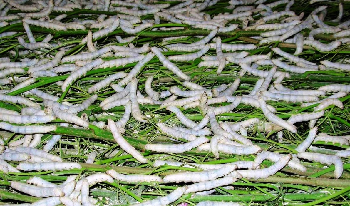 ರೇಷ್ಮೆ ಹುಳು ಸಾಕಣೆ