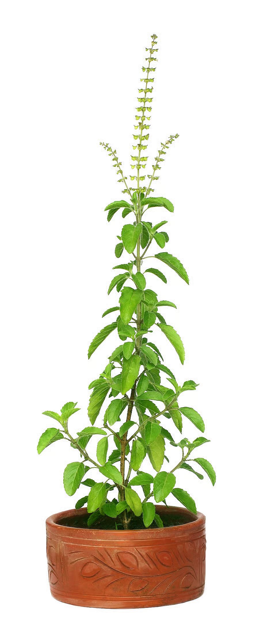 ‌ತುಳಸಿ ತೀರ್ಥ: ಇದರ ಮಹತ್ವವೇನು, ಹೇಗೆ ಸ್ವೀಕರಿಸಬೇಕು? ಇಲ್ಲಿದೆ ಮಾಹಿತಿ