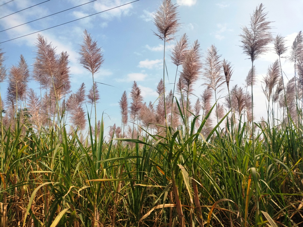 ಜಮಖಂಡಿ: ತಾಲ್ಲೂಕಿನ ಹುಲ್ಯಾಳ ಗ್ರಾಮದ ರೈತರೊಬ್ಬರ ಜಮೀನಿನಲ್ಲಿ ಬೆಳೆದ ಕಬ್ಬು ಗರಿ ತೆಗೆದಿರುವದು.