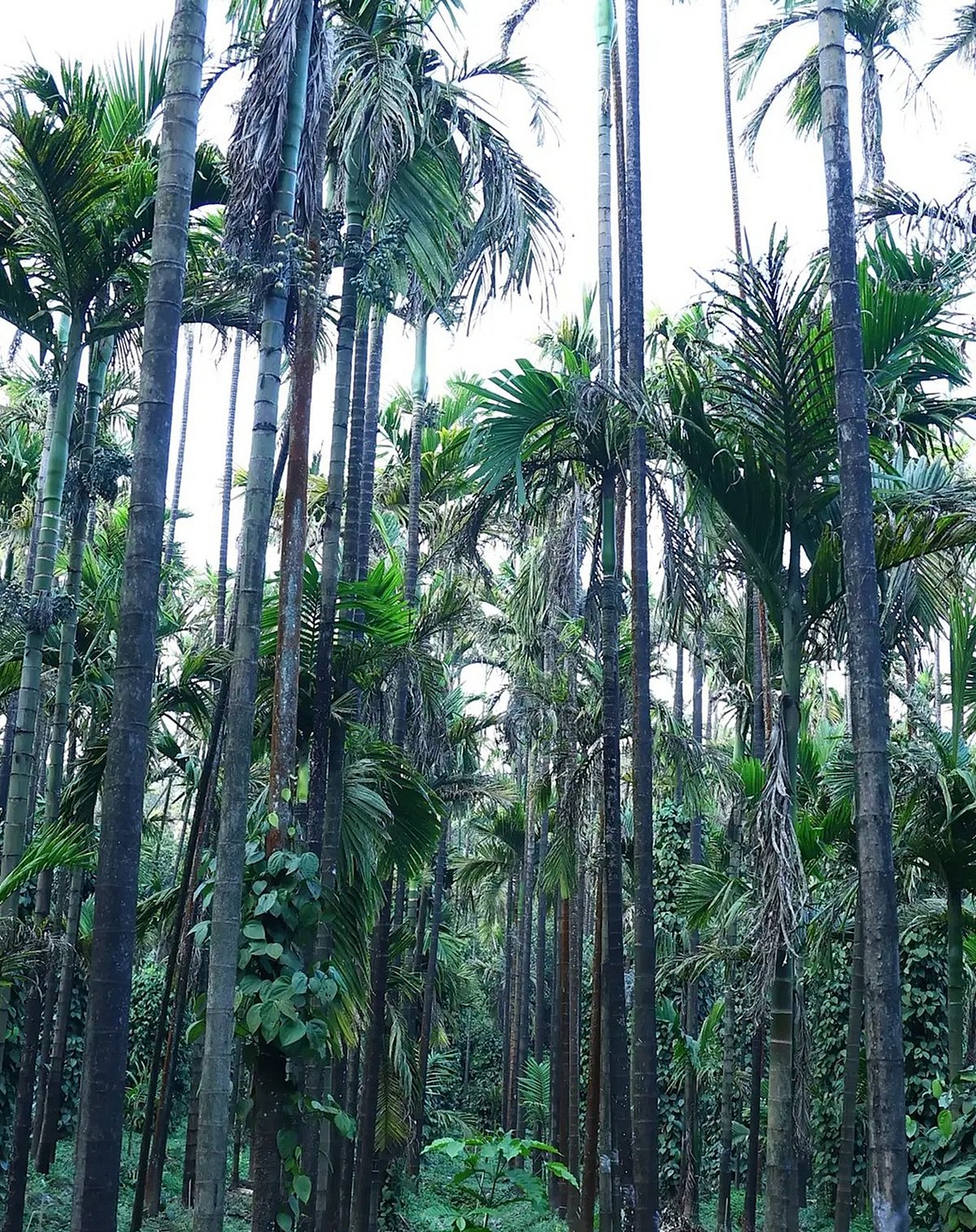 ಅಡಿಕೆಗೆ ಎಲೆಚುಕ್ಕಿ: ಸಂಕಷ್ಟದತ್ತ ತೋಟಿಗರ ಬದುಕು 