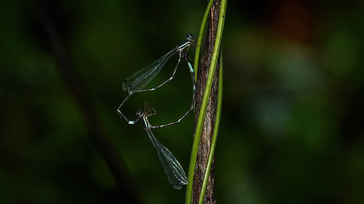 ಪಶ್ಚಿಮಘಟ್ಟದಲ್ಲಿ ಸೂಜಿದುಂಬಿಯ ಹೊಸ ಪ್ರಭೇದ ಗೋಚರ