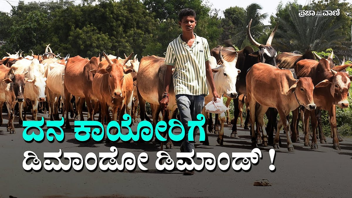 VIDEO | ದನ ಕಾಯ್ದು ಲಕ್ಷಾಂತರ ರೂಪಾಯಿ ಗಳಿಸುವ ಯಾದಗಿರಿಯ ದನಗಾಹಿಗಳು