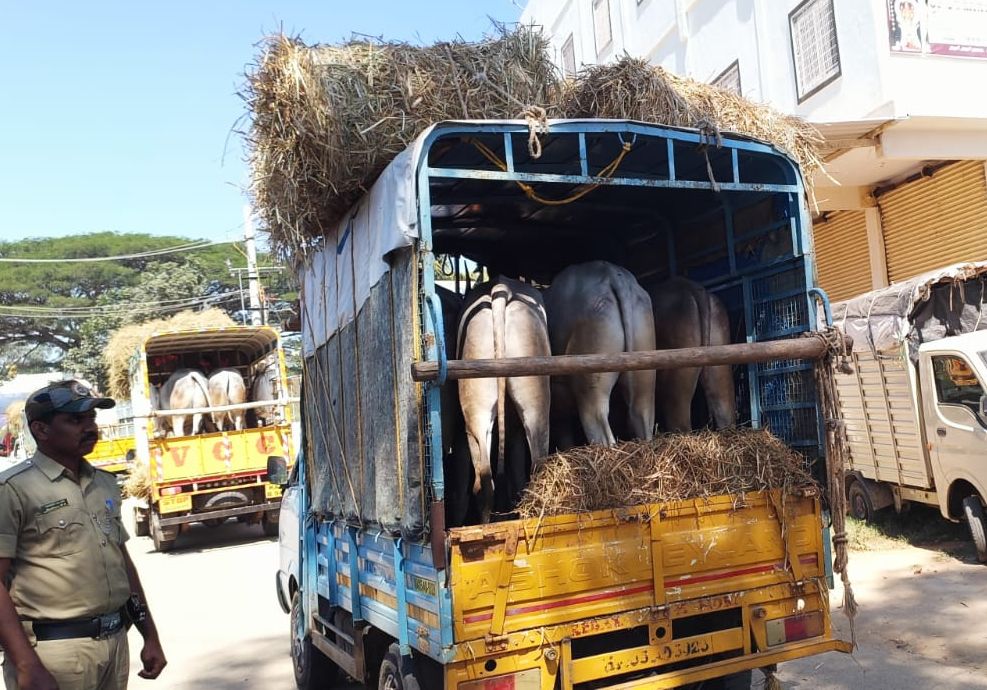 ದೊಡ್ಡಬಳ್ಳಾಪುರ ತಾಲ್ಲೂಕಿನ ಘಾಟಿ ಸುಬ್ರಹ್ಮಣ್ಯ ಕ್ಷೇತ್ರದಲ್ಲಿನ ಪ್ರಾರಂಭವಾಗಿರವ ರಾಸುಗಳ ಜಾತ್ರೆಗೆ ದೂರದ ಊರುಗಳಿಂದ ಟೆಂಪೋಗಳಲ್ಲಿ ಹುಲ್ಲು ಹೋರಿಗಳನ್ನು ತುಂಬಿಕೊಂಡು ಬರುತ್ತಿರುವ ರೈತರು