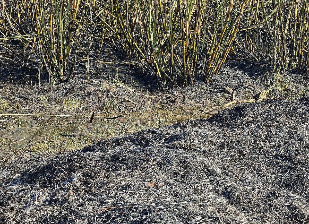 ಕೆಂಭಾವಿ: ಬೆಂಕಿ ಬಿದ್ದು 11 ಎಕರೆ ಕಬ್ಬಿನ ಬೆಳೆ ನಾಶ