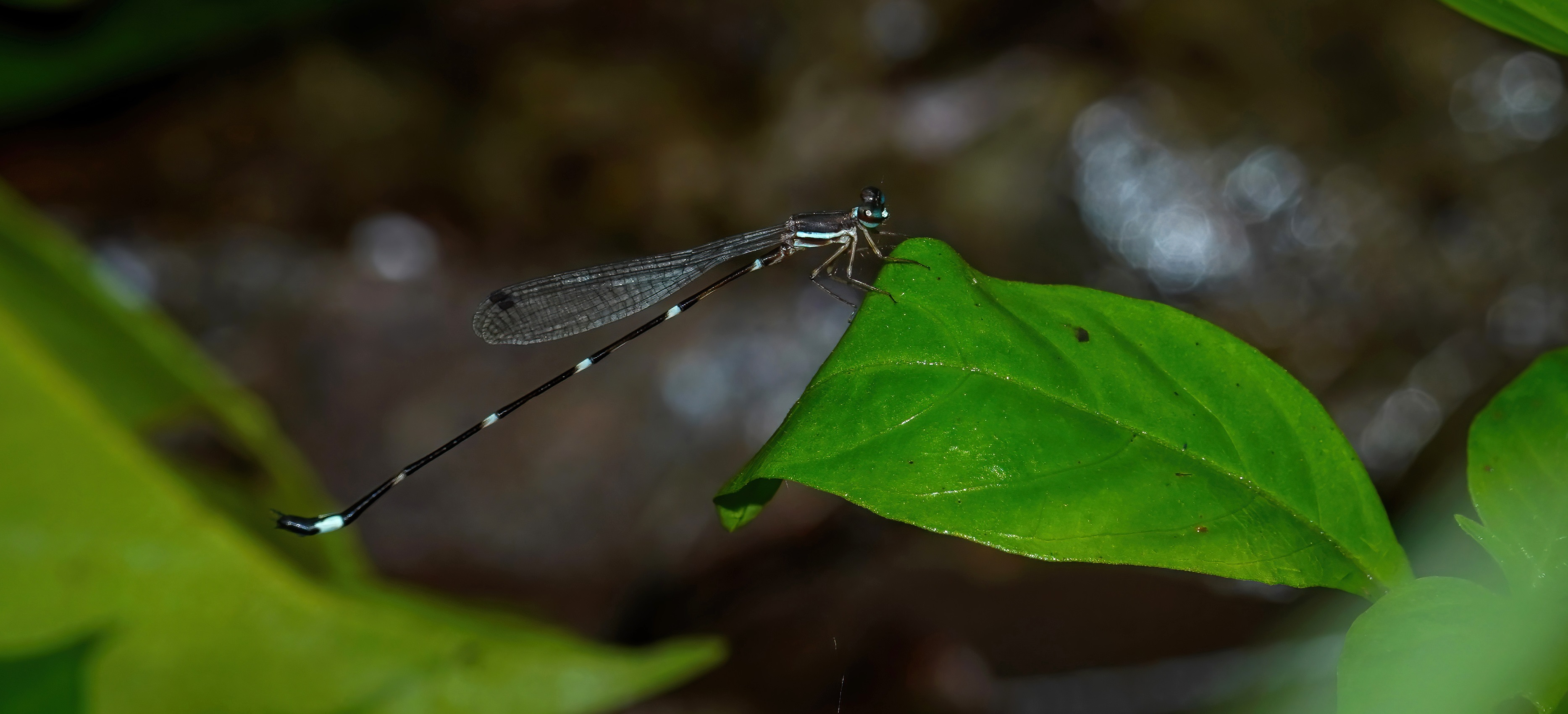 ಪ್ರೊಟೊಸ್ಟಿಕ್ಟ ಸೂರ್ಯಪ್ರಕಾಶಿ ಸೂಜಿದುಂಬಿ 