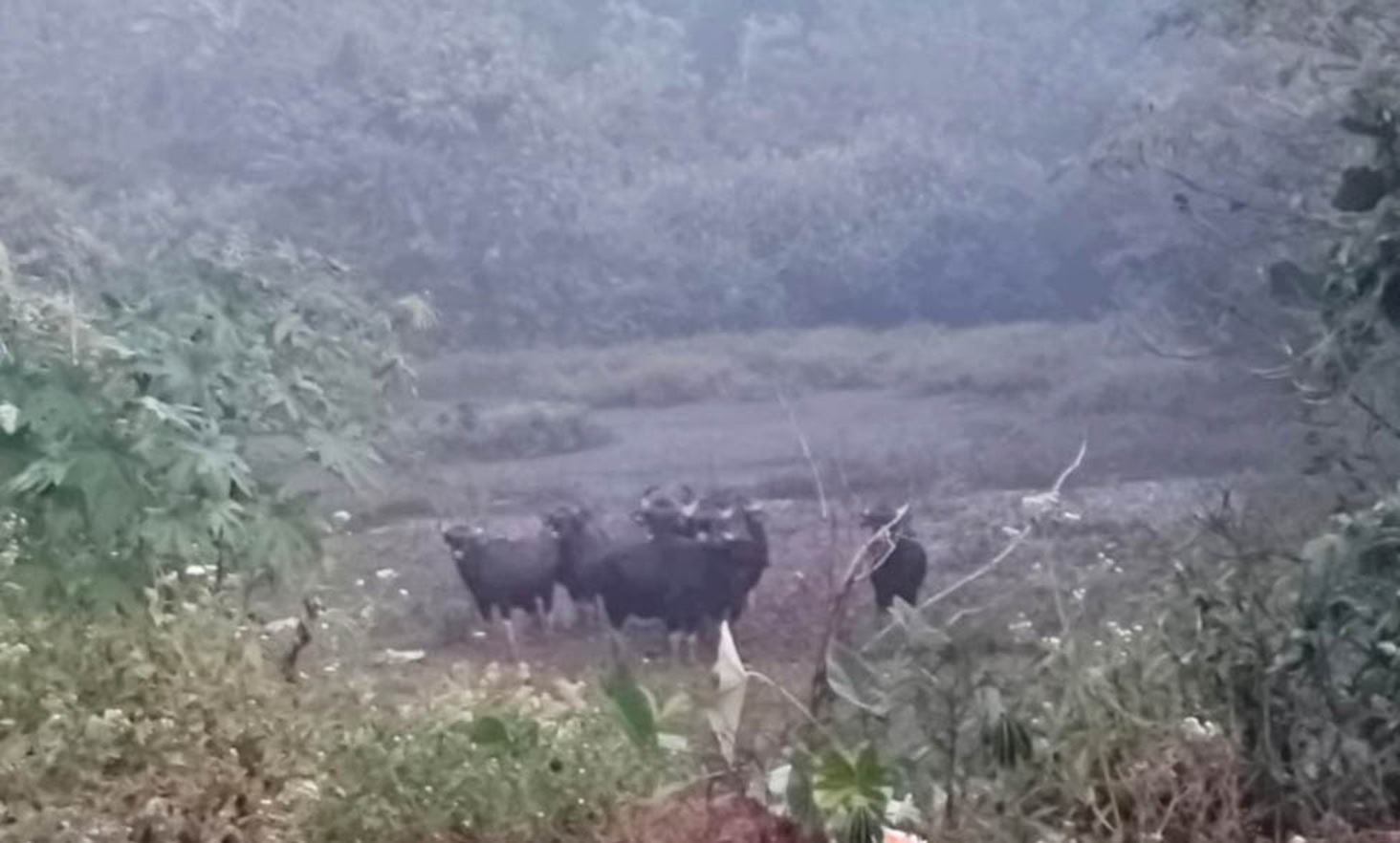 ತೀರ್ಥಹಳ್ಳಿ ತಾಲ್ಲೂಕಿನ ತರಿ ಪ್ರದೇಶದಲ್ಲಿ ಲಗ್ಗೆ ಇಟ್ಟಿರುವ ಕಾಡುಕೋಣಳ ಹಿಂಡು