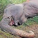 ಕನಕಪುರ | ವಿದ್ಯುತ್ ಪ್ರವಹಿಸಿ ಆನೆ ಸಾವು: ಜಮೀನು ಮಾಲೀಕನಿಗೆ ದಂಡ