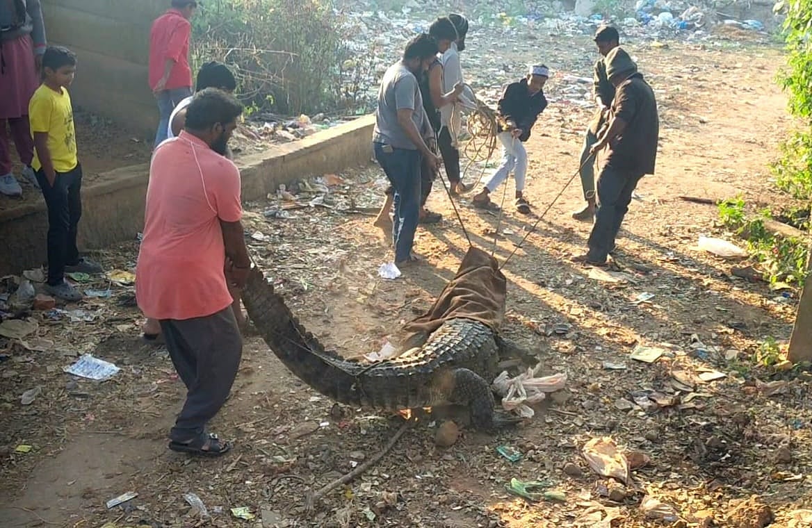 ದಾಂಡೇಲಿ | ಜನವಸತಿ ಪ್ರದೇಶದಲ್ಲಿ ಮೊಸಳೆ: ಹಿಡಿದು ಕಾಳಿ ನದಿಗೆ ಬಿಟ್ಟ ಸ್ಥಳೀಯರು