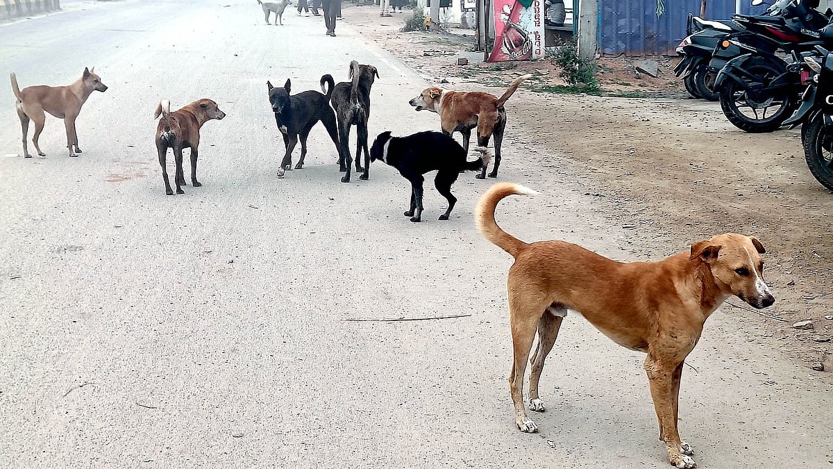 ಜನರಿಗೆ ಬೀದಿ ನಾಯಿಗಳ ಭಯ: ಕುರುಗೋಡಿನಲ್ಲಿ 11 ತಿಂಗಳಲ್ಲಿ 1124 ಜನರ ಮೇಲೆ ದಾಳಿ