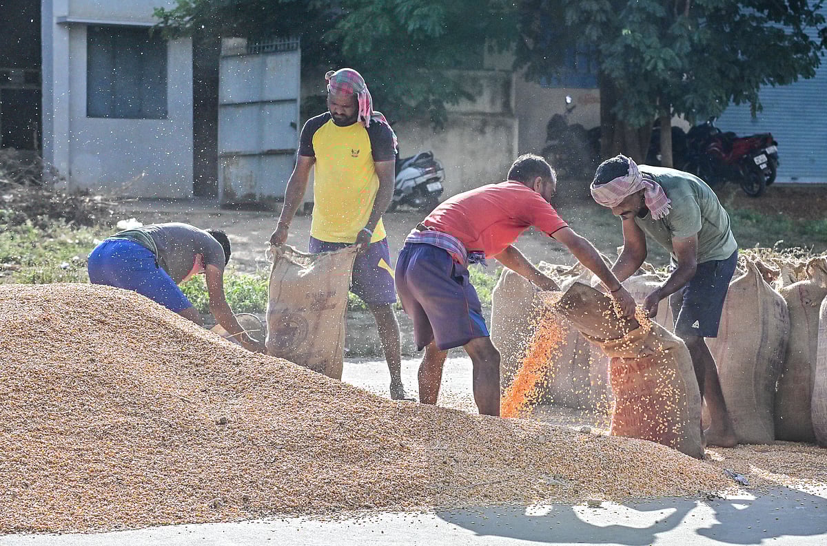 ದಾವಣಗೆರೆ: ಶುರುವಾಗದ ಮೆಕ್ಕೆಜೋಳ ಖರೀದಿ ಪ್ರಕ್ರಿಯೆ