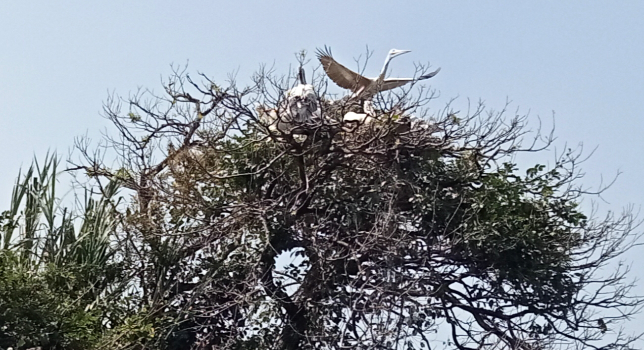 ರಂಗನತಿಟ್ಟಿಗೆ ಬಂದಿರುವ ಹೆಜ್ಜಾರ್ಲೆ (ಪೆಲಿಕಾನ್‌) ಪಕ್ಷಿಗಳು