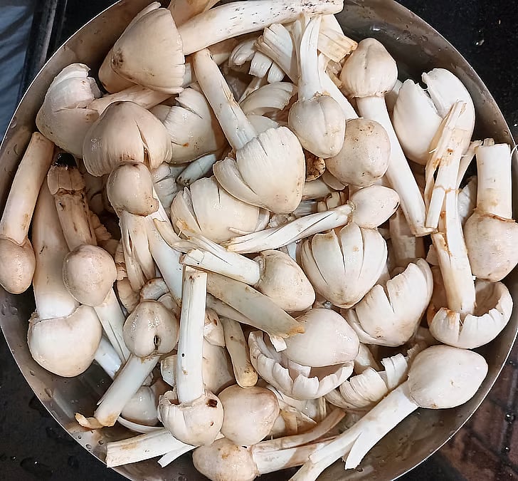 Health Tips | ಅಣಬೆಯಲ್ಲಿದೆ ಪೌಷ್ಠಿಕಾಂಶದ ಗುಟ್ಟು